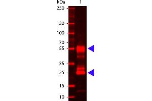 Mouse IgG (H&L) Antibody 680 Conjugated - Western Blot. (Chèvre anti-Souris IgG (Heavy & Light Chain) Anticorps (DyLight 680) - Preadsorbed)