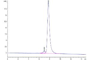 The purity of Biotinylated Human FGF21 is greater than 95 % as determined by SEC-HPLC.