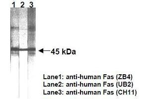 Western Blotting (WB) image for anti-TNF Receptor Superfamily, Member 6 (FAS) antibody (ABIN1106613) (FAS anticorps)