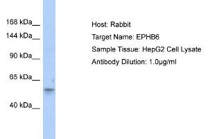 Host: Rabbit Target Name: EPHB6 Sample Type: HepG2 Whole Cell lysates Antibody Dilution: 1. (EPH Receptor B6 anticorps  (Middle Region))
