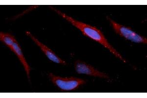 Immunofluorescence (IF) image for anti-Peroxiredoxin 5 (PRDX5) (AA 53-214) antibody (APC) (ABIN5565989) (Peroxiredoxin 5 anticorps  (AA 53-214) (APC))
