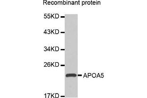 Western blot analysis of extracts of Recombinant protein, using APOA5 antibody. (APOA5 anticorps  (AA 207-366))