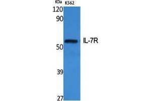Western Blot (WB) analysis of specific cells using IL-7R Polyclonal Antibody. (IL7R anticorps  (Ser552))