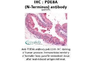 Image no. 1 for anti-phosphodiesterase 8A (PDE8A) (N-Term) antibody (ABIN1737922) (PDE8A anticorps  (N-Term))