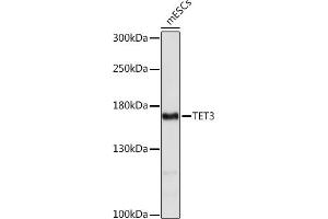 Western blot analysis of extracts of mESCs cells, using TET3 Rabbit pAb (ABIN7270781) at 1:1000 dilution. (TET3 anticorps  (AA 1441-1540))