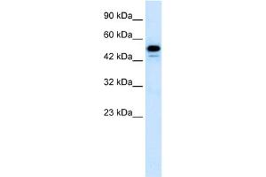WB Suggested Anti-CDK8 Antibody Titration:  1. (CDK8 anticorps  (C-Term))