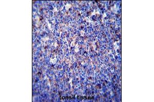 P3 Antibody (N-term)  iunohistochemistry analysis in formalin fixed and paraffin embedded human tonsil tissue followed by peroxidase conjugation of the secondary antibody and DAB staining.