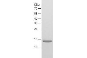 Western Blotting (WB) image for Aspartic Peptidase, Retroviral-Like 1 (ASPRV1) (AA 191-326) protein (His-IF2DI Tag) (ABIN7121911)