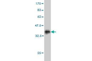 Western Blot detection against Immunogen (34.