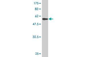 Western Blot detection against Immunogen (59.