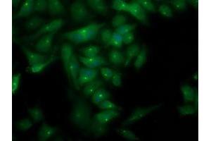 Immunofluorescent staining of HeLa cells using anti-PLEKHA3 mouse monoclonal antibody (ABIN2454555). (PLEKHA3 anticorps)