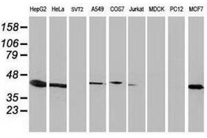 Image no. 2 for anti-ADP-Ribosylation Factor GTPase Activating Protein 1 (ARFGAP1) antibody (ABIN1496682) (ARFGAP1 anticorps)