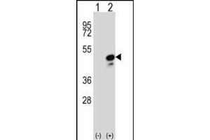 Western blot analysis of COPS3 (arrow) using rabbit polyclonal COPS3 Antibody (Center) (ABIN392341 and ABIN2841982). (COPS3 anticorps  (AA 98-130))