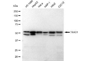 Western blotting analysis using TEAD1 antibody (ABIN7800524).