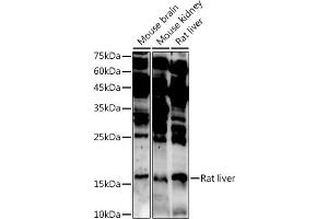 Western blot analysis of extracts of various cell lines, using  antibody ( ABIN7265374) at 1:1000 dilution.