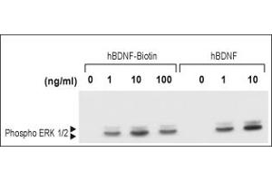 Brain-Derived Neurotrophic Factor (BDNF) protein (Biotin)