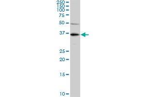 KLF7 monoclonal antibody (M01), clone 3E8-B8.