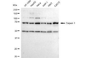 Western blotting analysis using Calpain 1 antibody (ABIN7797846).