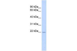TNFSF18 antibody used at 1 ug/ml to detect target protein. (TNFSF18 anticorps)