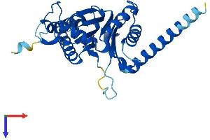 AlphaFold protein structure predicition of Human Recombinant PSMA4 Protein, UniprotID P25789