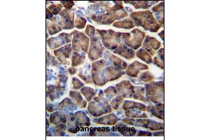 KCTD3 Antibody (C-term) (ABIN657241 and ABIN2846340) immunohistochemistry analysis in formalin fixed and paraffin embedded human pancreas tissue followed by peroxidase conjugation of the secondary antibody and DAB staining. (KCTD3 anticorps  (C-Term))
