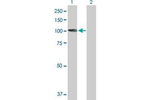 Western Blot analysis of KIF3C expression in transfected 293T cell line by KIF3C MaxPab polyclonal antibody.
