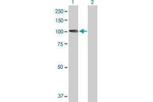 Western Blot analysis of KIF3C expression in transfected 293T cell line by KIF3C MaxPab polyclonal antibody. (KIF3C anticorps  (AA 1-793))