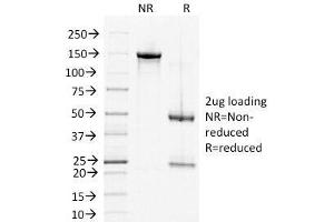 SDS-PAGE Analysis of Purified, BSA-Free DSG2 Antibody (clone 6D8). (Desmoglein 2 anticorps)