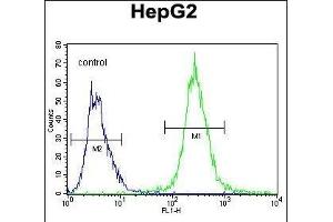 LB2 Antibody (Center) (ABIN655634 and ABIN2845113) flow cytometric analysis of HepG2 cells (right histogram) comred to a negative control cell (left histogram). (PALB2 anticorps  (AA 546-574))