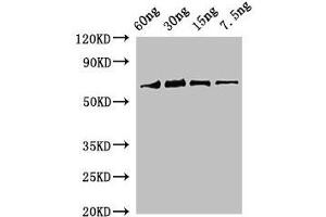 Western Blot Positive WB detected in Recombinant protein All lanes: rbcL antibody at 2 μg/mL Secondary Goat polyclonal to rabbit IgG at 1/50000 dilution Predicted band size: 69 kDa Observed band size: 69 kDa (RBCL (AA 3-475) anticorps)