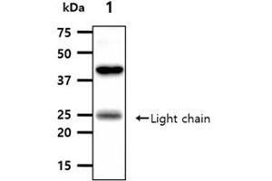 The tissue lysates (40ug) were resolved by SDS-PAGE, transferred to PVDF membrane and probed with anti-human ANGPT5 antibody (1:1000). (ANGPTL3 anticorps)