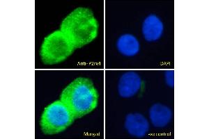 ABIN987282 Immunofluorescence analysis of paraformaldehyde fixed A431 cells, permeabilized with 0.
