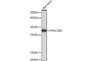 Western blot analysis of extracts of Rat heart, using PRKCDBP Rabbit pAb (ABIN7269635) at 1:1000 dilution.