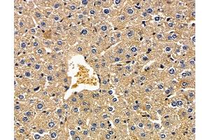 ABIN7096934 and ABIN7101000 at 1/100 staining mouse liver tissue by IHC-P. (PTPLAD2 anticorps)