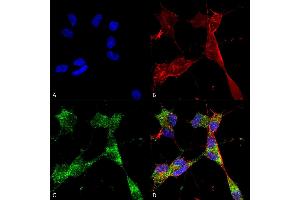 Immunocytochemistry/Immunofluorescence analysis using Mouse Anti-PINK1 Monoclonal Antibody, Clone S4-15 (ABIN1741120). (PINK1 anticorps  (AA 112-496) (HRP))