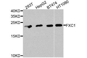 Western blot analysis of extracts of various cell lines, using TIMM10B antibody.