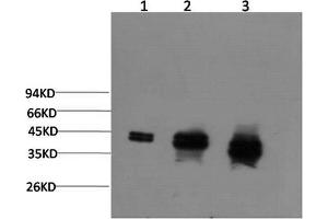Western Blotting (WB) image for anti-Mitogen-Activated Protein Kinase 1/3 (MAPK1/3) antibody (ABIN5960946) (ERK1/2 anticorps)