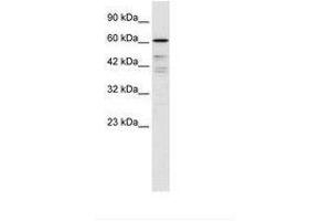 Image no. 2 for anti-Cell Division Cycle 25 Homolog B (S. Pombe) (CDC25B) (N-Term) antibody (ABIN6735935) (CDC25B anticorps  (N-Term))