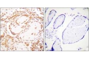 Immunohistochemistry analysis of paraffin-embedded human placenta tissue, using Histone H4 (Ab-47) Antibody. (Histone H4 anticorps  (AA 13-62))