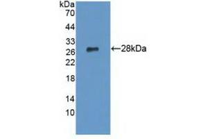 Figure. (LYPLA1 anticorps  (AA 1-230))