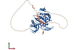 AlphaFold protein structure predicition of Mouse Recombinant Clk1 Protein, UniprotID P22518
