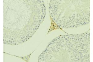 ABIN6277131 at 1/100 staining Mouse testis tissue by IHC-P. (Eppin anticorps  (C-Term))