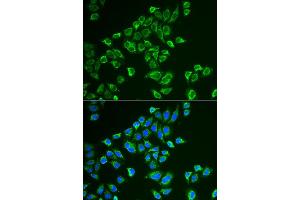 Immunofluorescence (IF) image for anti-Tachykinin 3 (TAC3) antibody (ABIN1980328) (Tachykinin 3 anticorps)