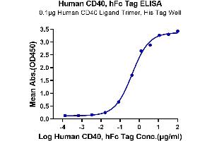 Immobilized Human CD40 Ligand Trimer, His Tag at 1 μg/mL (100 μL/Well) on the plate. (CD40 Protein (CD40) (AA 21-193) (Fc Tag))