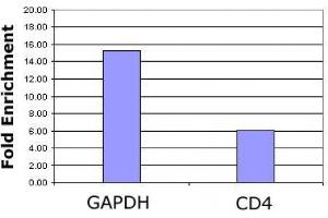 Histone H3K4ac antibody (pAb) tested by ChIP analysis. (Histone 3 anticorps  (H3K4ac))