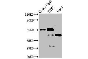 Immunoprecipitating PHF6 in Jurkat whole cell lysate Lane 1: Rabbit control IgG instead of ABIN7163056 in Jurkat whole cell lysate.