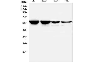 anti-Polypyrimidine Tract Binding Protein 2 (PTBP2) (AA 1-504) antibody