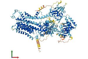 AlphaFold protein structure predicition of Human Recombinant ATP11A Protein, UniprotID P98196