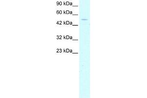 WB Suggested Anti-GTF2H1 Antibody Titration:  1.