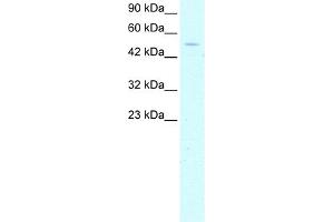 WB Suggested Anti-GTF2H1 Antibody Titration:  1. (GTF2H1 anticorps  (N-Term))